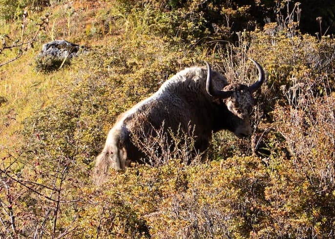 Endangered Animal in Himalaya