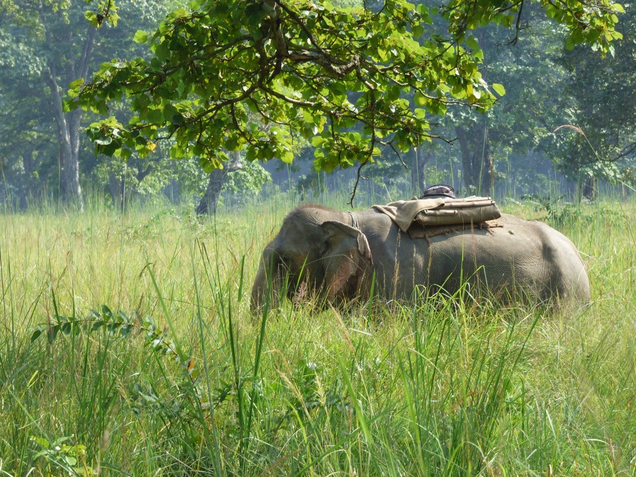 elephant roaming in nature
