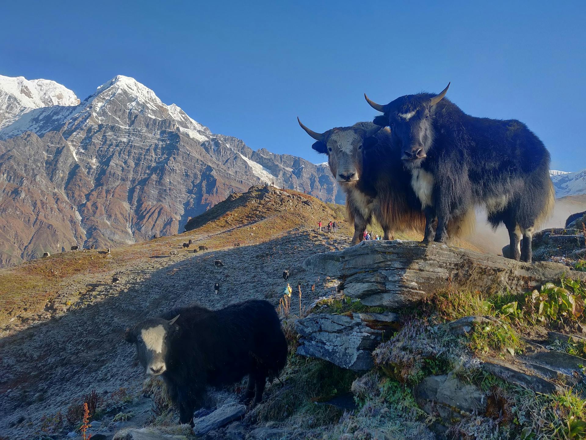 yak posing infront of Mardi Himal