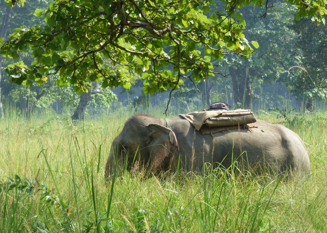 Bardiya National Park: Where Nature Reigns Supreme