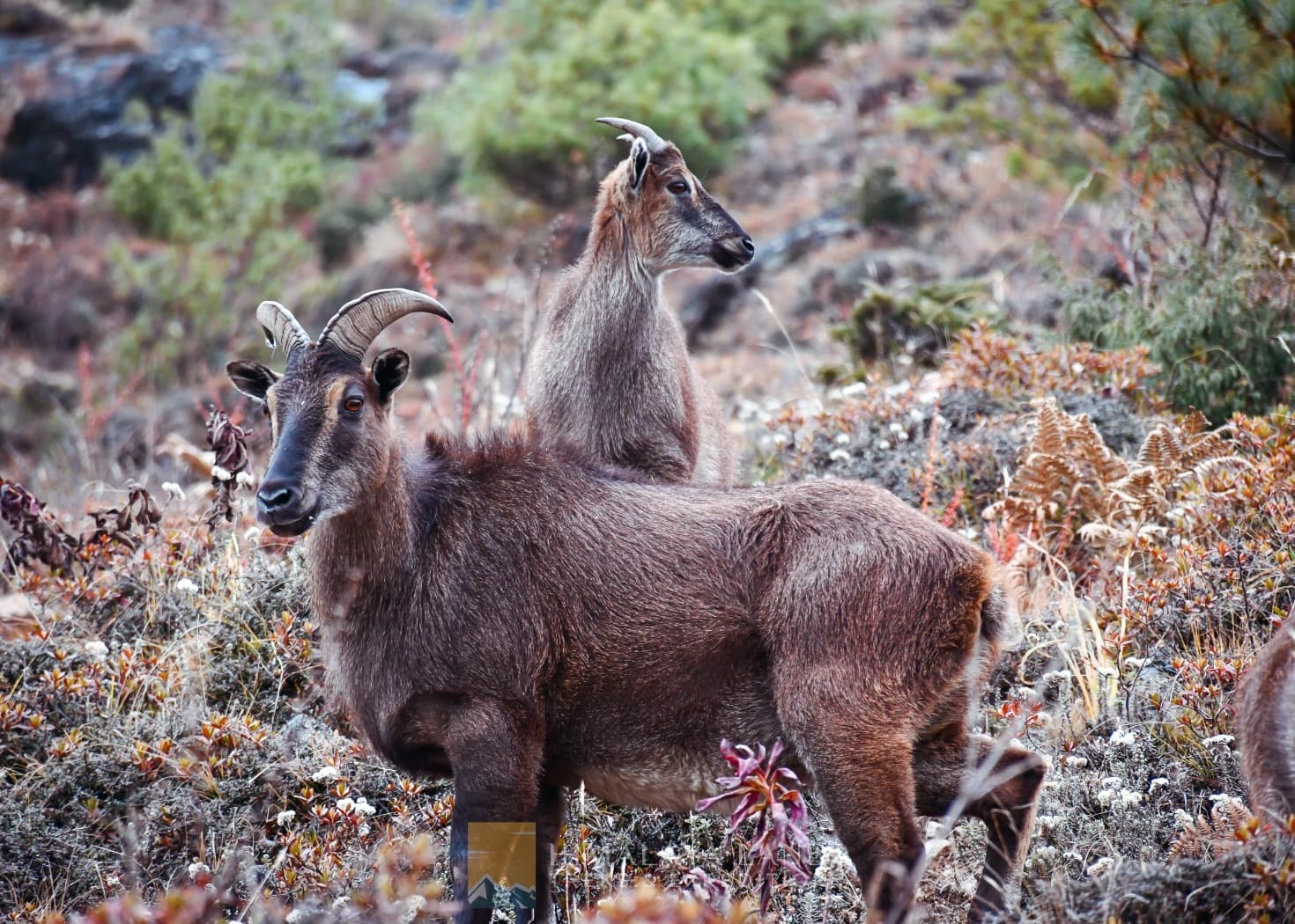 Sagarmatha National Park: Permits, Trekking, Flora and Fauna
