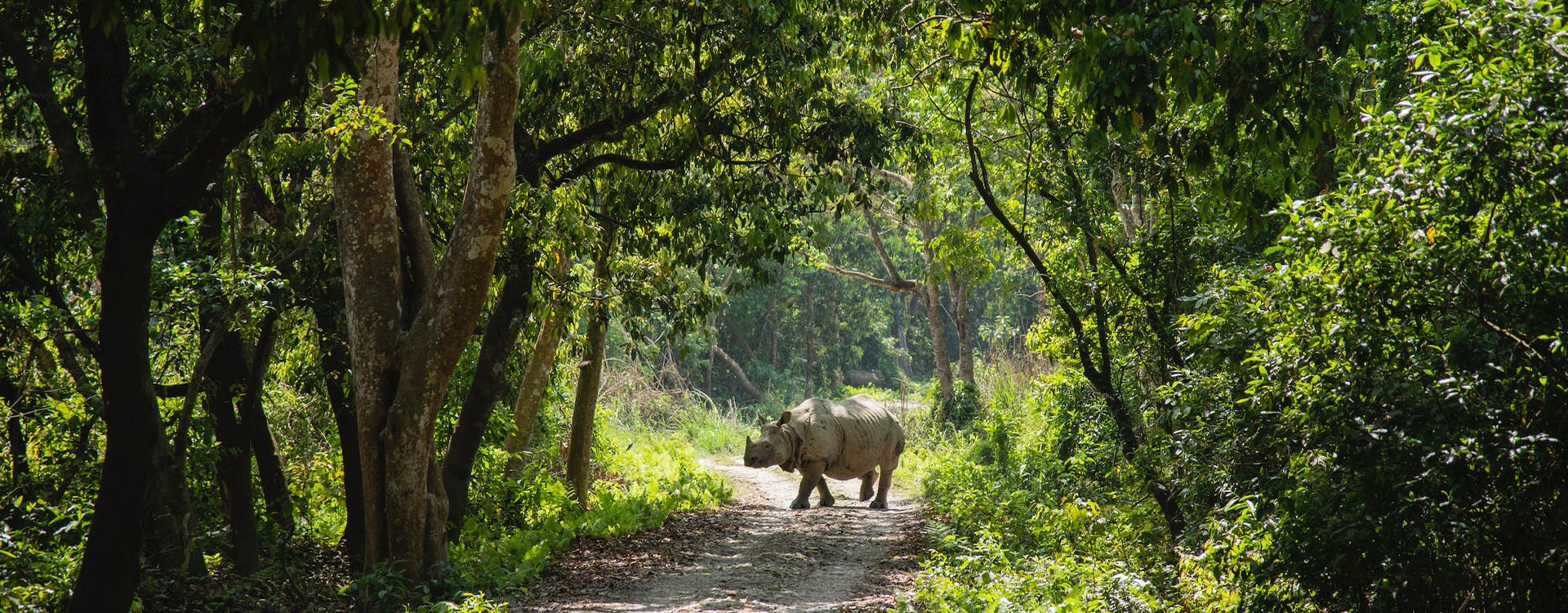 rhino spotted during safari tour